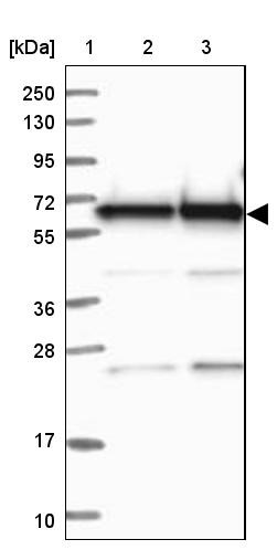 Lane 1: Marker [kDa] 250, 130, 95, 72, 55, 36, 28, 17, 10<br/>Lane 2: Human cell line RT-4<br/>Lane 3: Human cell line U-251MG sp
