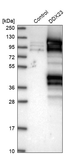 Western blot analysis in control (vector only transfected HEK293T lysate) and DDX23 over-expression lysate (Co-expressed with a C-terminal myc-DDK tag (~3.1 kDa) in mammalian HEK293T cells, LY401514).