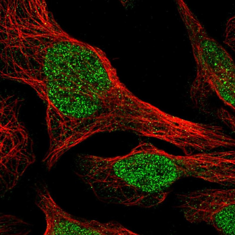 Immunofluorescent staining of human cell line U-2 OS shows localization to nucleoplasm.