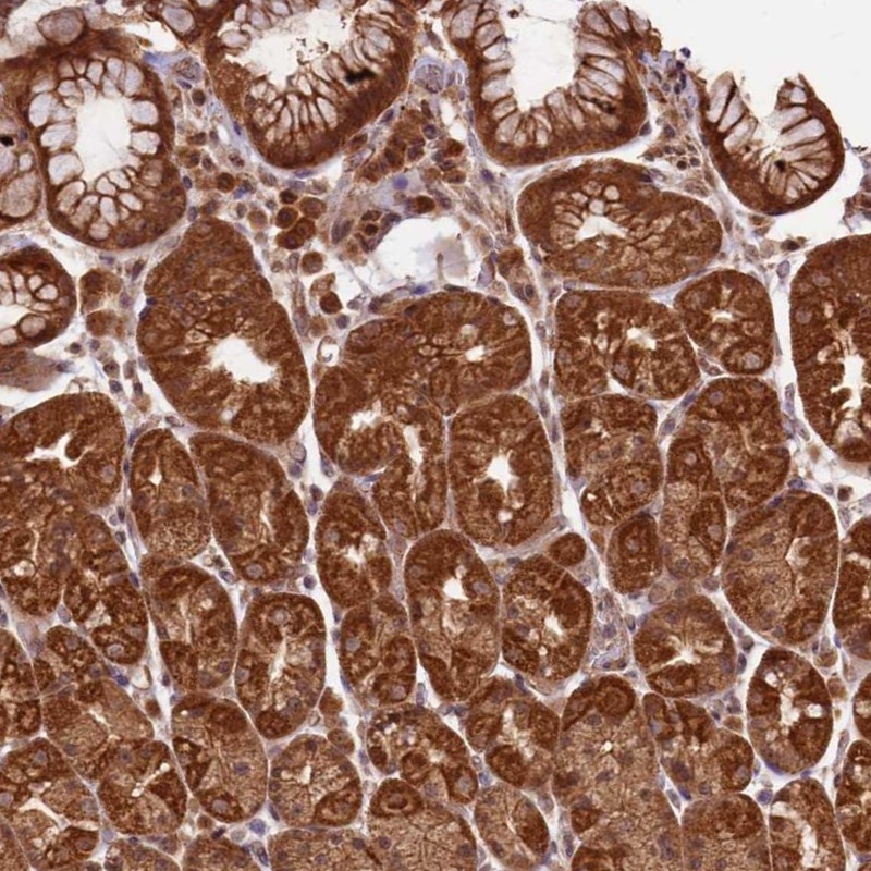 Immunohistochemical staining of human stomach, lower shows strong cytoplasmic positivity in glandular cells.
