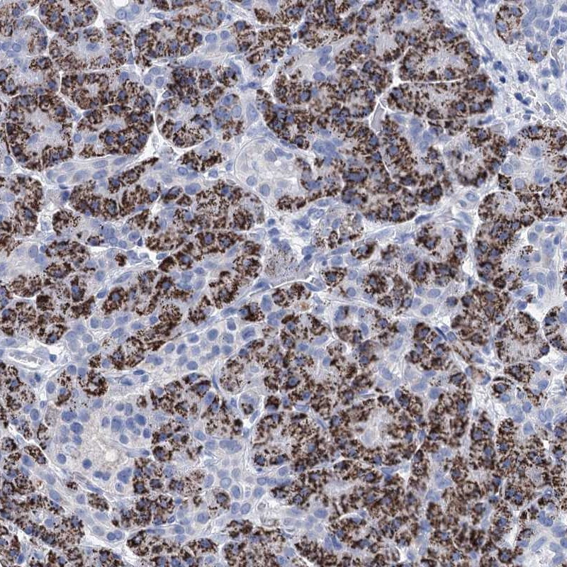 Immunohistochemical staining of human pancreas shows strong cytoplasmic positivity in exocrine pancreas.
