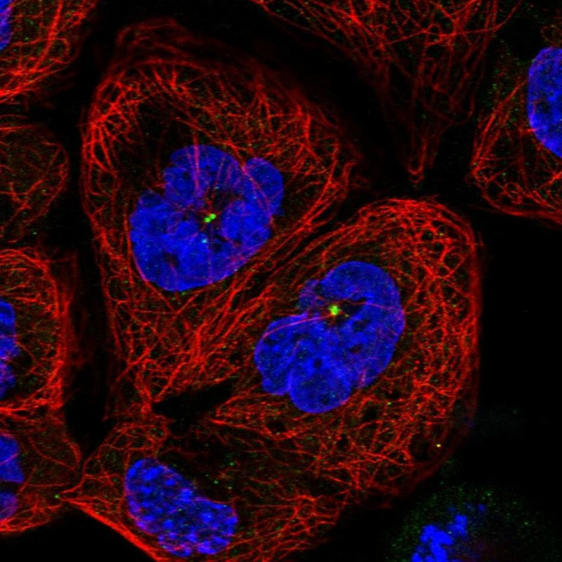 Immunofluorescent staining of human cell line A-431 shows localization to centrosome.