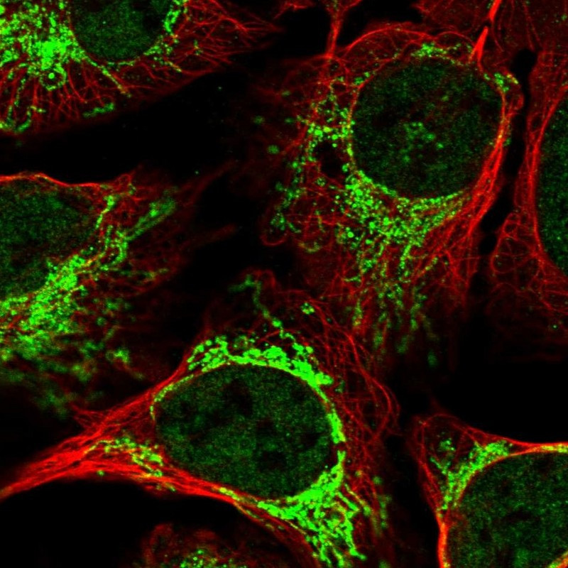Immunofluorescent staining of human cell line U-2 OS shows localization to nucleoplasm & mitochondria.