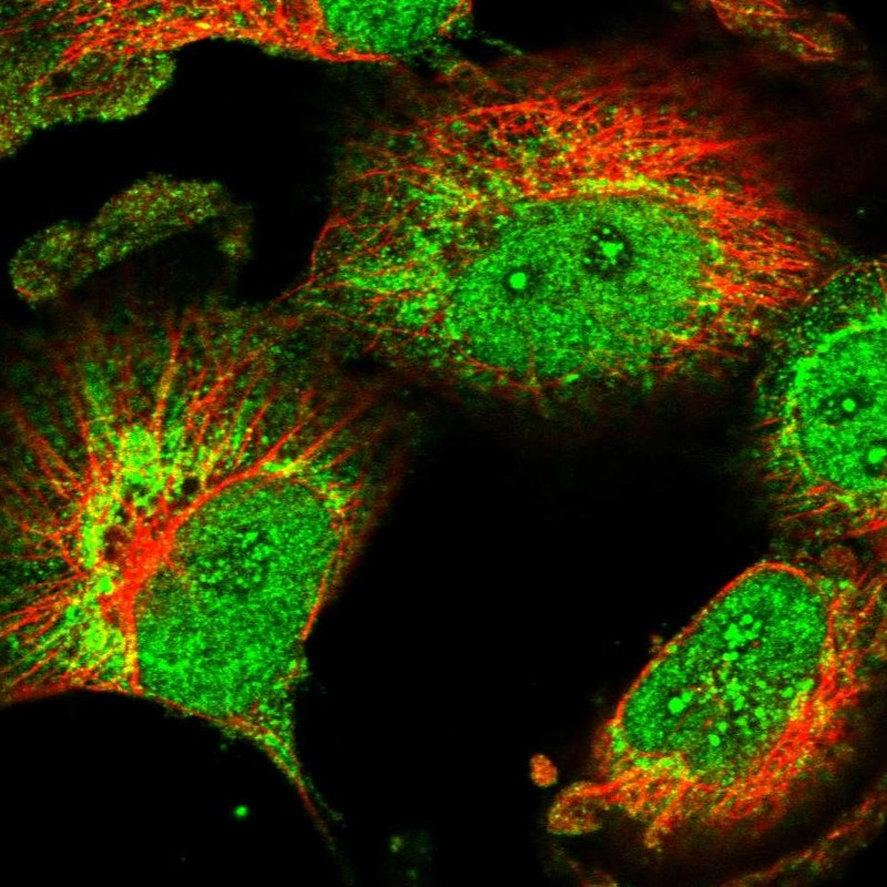 Immunofluorescent staining of human cell line U-251 MG shows localization to nucleoplasm, nucleoli fibrillar center & mitochondria.