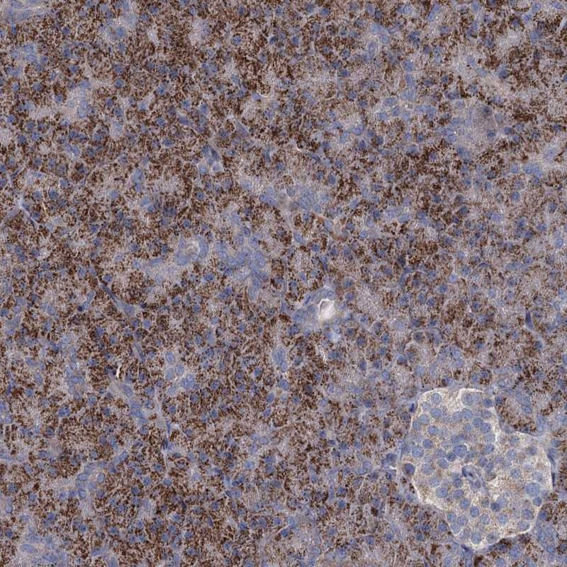 Immunohistochemical staining of human pancreas shows strong granular cytoplasmic positivity in exocrine glandular cells.