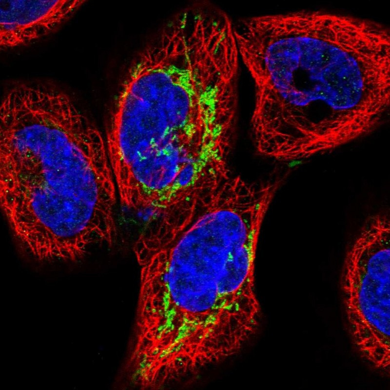 Immunofluorescent staining of human cell line A-431 shows localization to mitochondria.