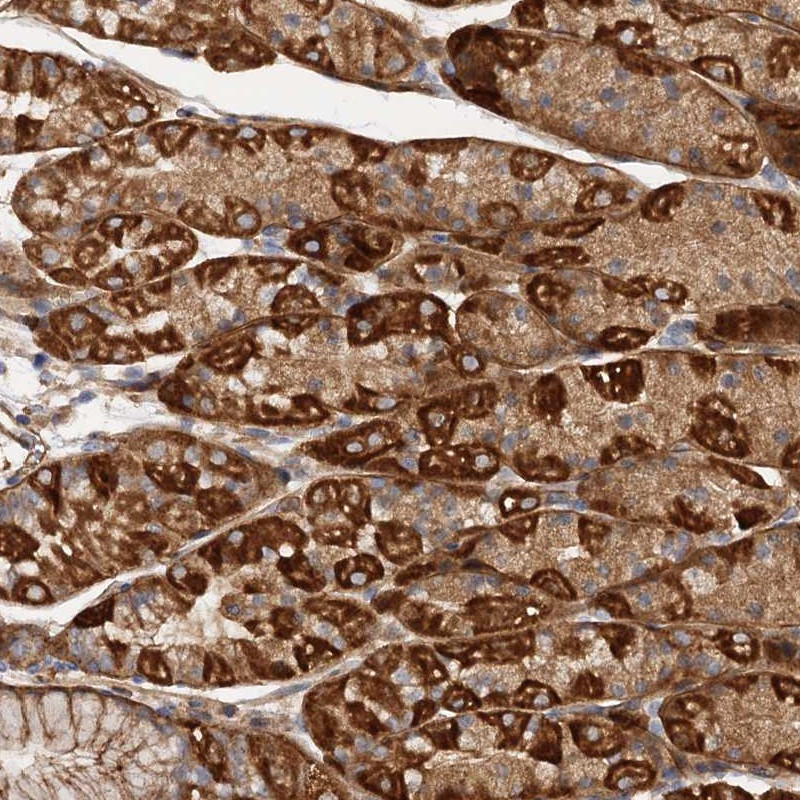 Immunohistochemical staining of human stomach shows strong cytoplasmic positivity in glandular cells.