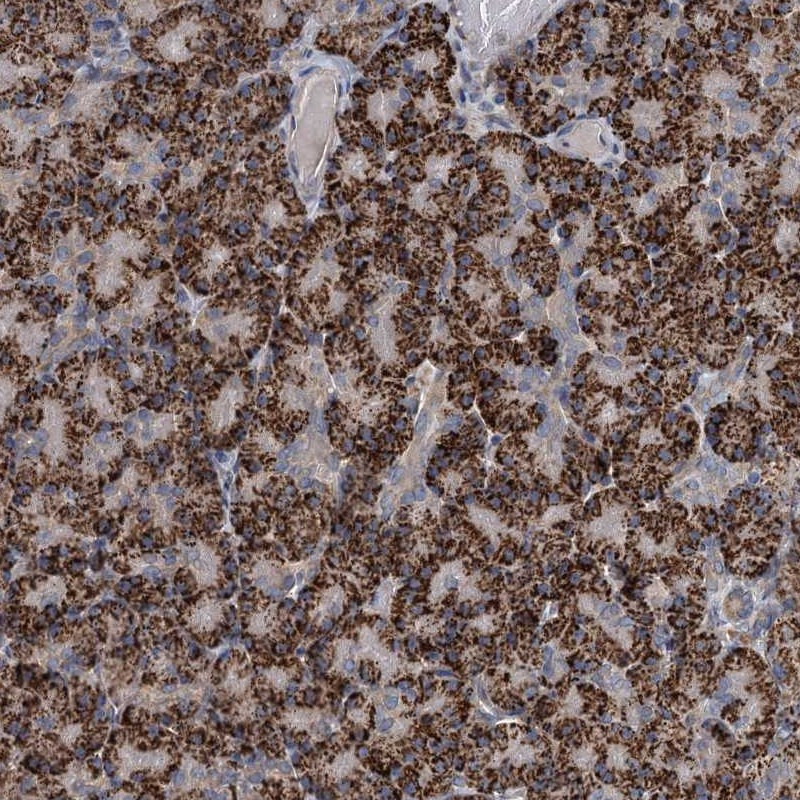 Immunohistochemical staining of human pancreas shows strong cytoplasmic positivity in granular pattern in exocrine pancreas.
