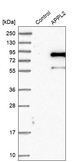 Western blot analysis in control (vector only transfected HEK293T lysate) and APPL2 over-expression lysate (Co-expressed with a C-terminal myc-DDK tag (~3.1 kDa) in mammalian HEK293T cells, LY413268).