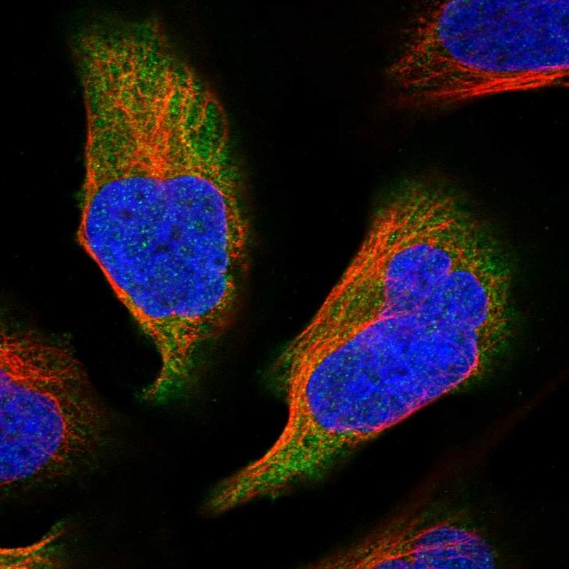 Immunofluorescent staining of human cell line U-2 OS shows localization to cytosol.