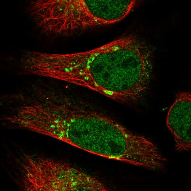 Immunofluorescent staining of human cell line U-2 OS shows localization to nucleoplasm & the Golgi apparatus.