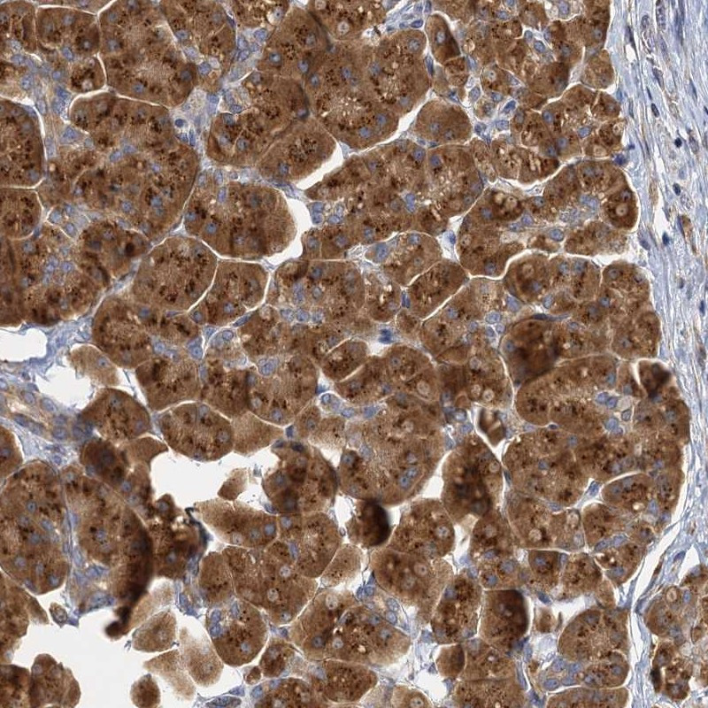 Immunohistochemical staining of human pancreas shows strong cytoplasmic positivity in exocrine glandular cells.