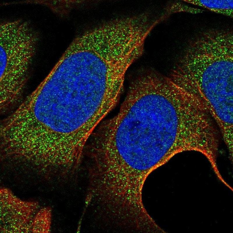 Immunofluorescent staining of human cell line U-2 OS shows localization to cytosol.