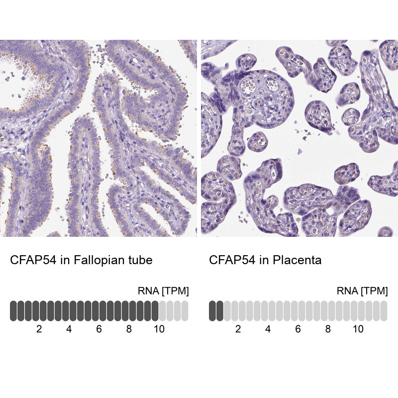 Immunohistochemistry analysis in human fallopian tube and placenta tissues using HPA039897 antibody. Corresponding CFAP54 RNA-seq data are presented for the same tissues.