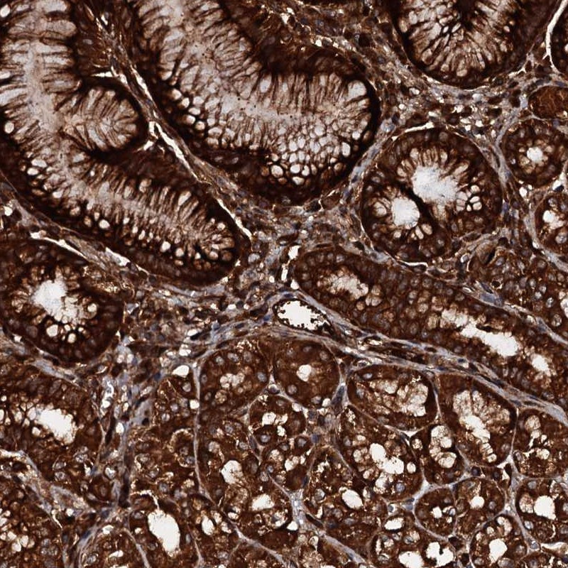 Immunohistochemical staining of human stomach shows strong cytoplasmic positivity in glandular cells.