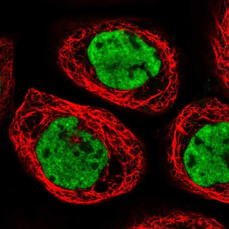 Immunofluorescent staining of human cell line A-431 shows localization to nucleoplasm & nuclear speckles.