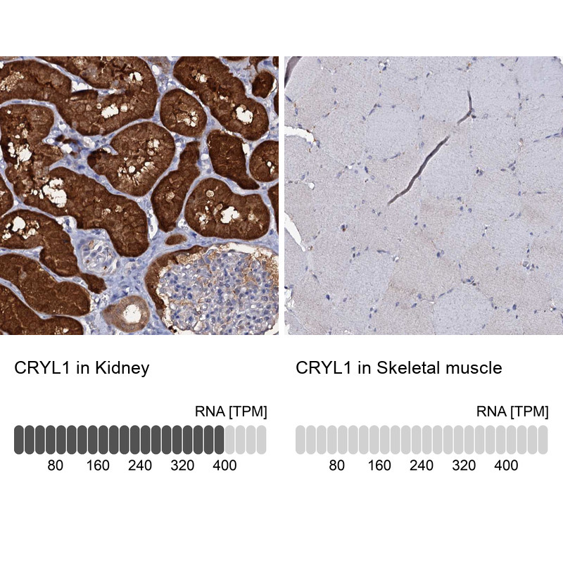 Immunohistochemistry analysis in human kidney and skeletal muscle tissues using Anti-CRYL1 antibody. Corresponding CRYL1 RNA-seq data are presented for the same tissues.