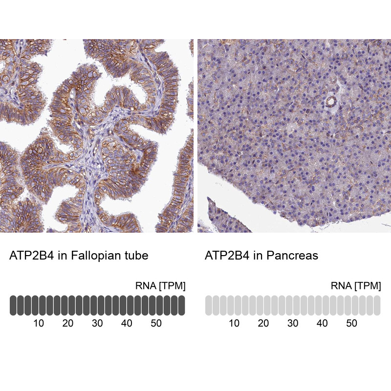 Immunohistochemistry analysis in human fallopian tube and pancreas tissues using Anti-ATP2B4 antibody. Corresponding ATP2B4 RNA-seq data are presented for the same tissues.