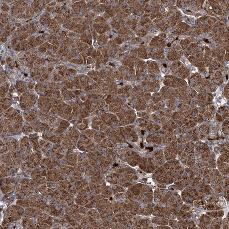 Immunohistochemical staining of human pancreas shows strong cytoplasmic positivity in exocrine glandular cells.