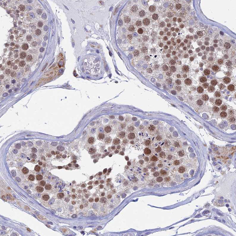 Immunohistochemical staining of human testis shows moderate nuclear positivity in cells in seminiferous ducts.