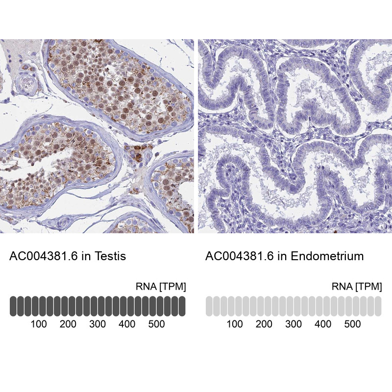 Immunohistochemistry analysis in human testis and endometrium tissues using Anti-AC004381.6 antibody. Corresponding AC004381.6 RNA-seq data are presented for the same tissues.