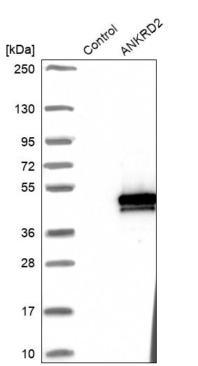 Western blot analysis in control (vector only transfected HEK293T lysate) and ANKRD2 over-expression lysate (Co-expressed with a C-terminal myc-DDK tag (~3.1 kDa) in mammalian HEK293T cells, LY412545).