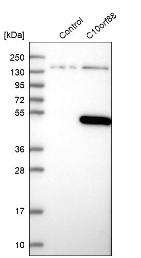 Western blot analysis in control (vector only transfected HEK293T lysate) and C10orf88 over-expression lysate (Co-expressed with a C-terminal myc-DDK tag (~3.1 kDa) in mammalian HEK293T cells, LY410974).