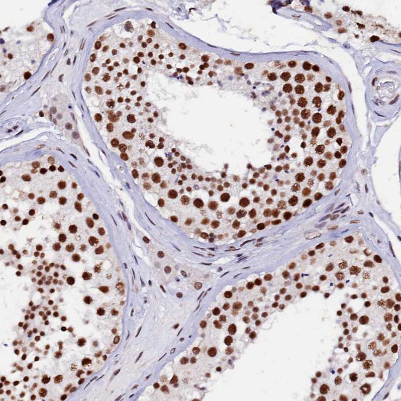 Immunohistochemical staining of human testis shows strong nuclear positivity in cells in seminiferous ducts.
