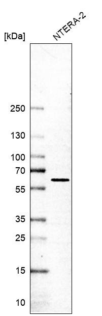 Western blot analysis in human cell line NTERA-2.