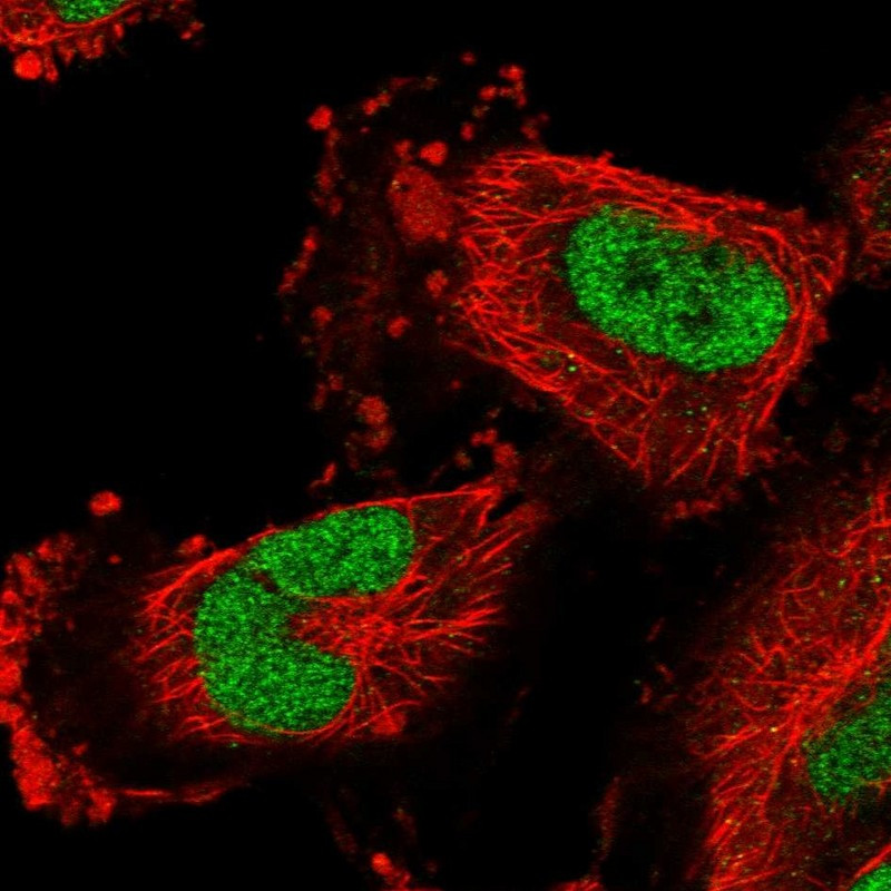 Immunofluorescent staining of human cell line U-251 MG shows localization to nucleoplasm.