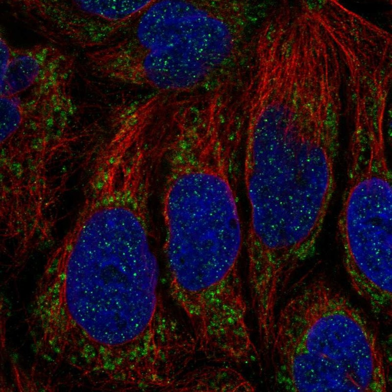 Immunofluorescent staining of human cell line CACO-2 shows localization to mitochondria.