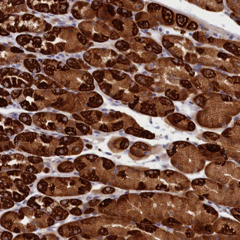 Immunohistochemical staining of human stomach shows strong cytoplasmic positivity in glandular cells.