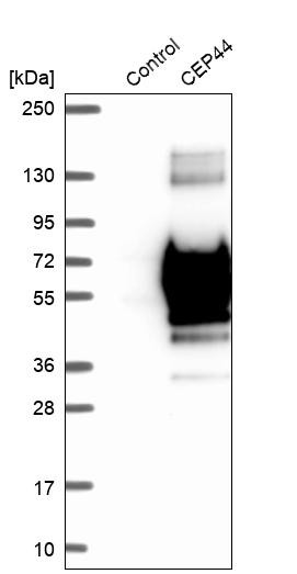 Western blot analysis in control (vector only transfected HEK293T lysate) and CEP44 over-expression lysate (Co-expressed with a C-terminal myc-DDK tag (~3.1 kDa) in mammalian HEK293T cells, LY421699).
