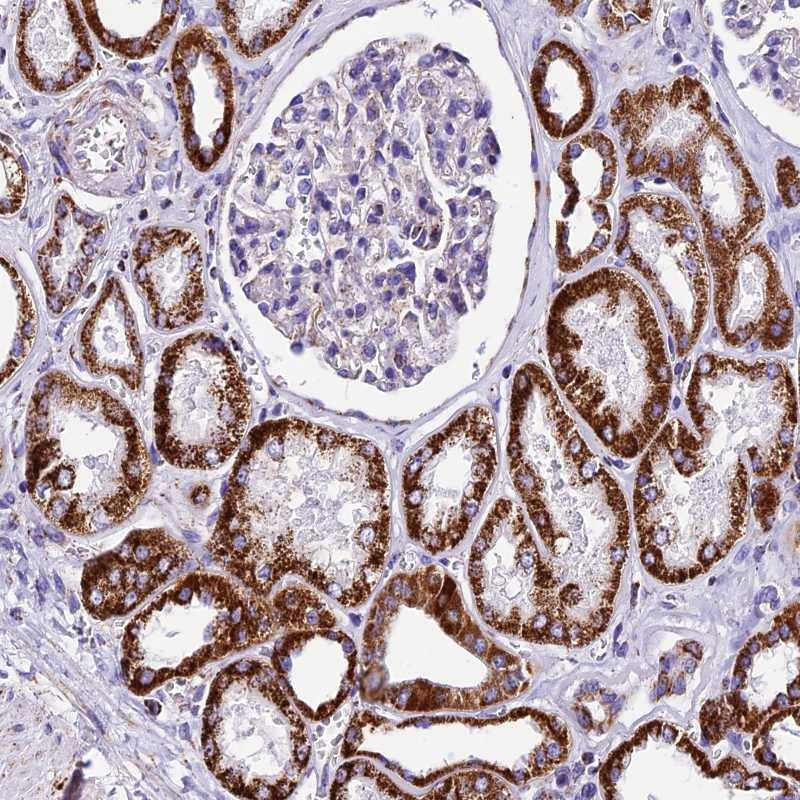 Immunohistochemical staining of human kidney shows strong cytoplasmic positivity, with a granular pattern in cells in tubules.