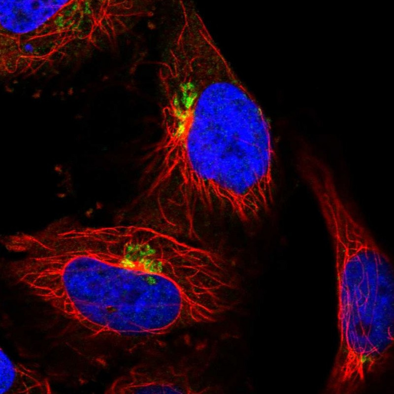 Immunofluorescent staining of human cell line U-251 MG shows localization to the Golgi apparatus.