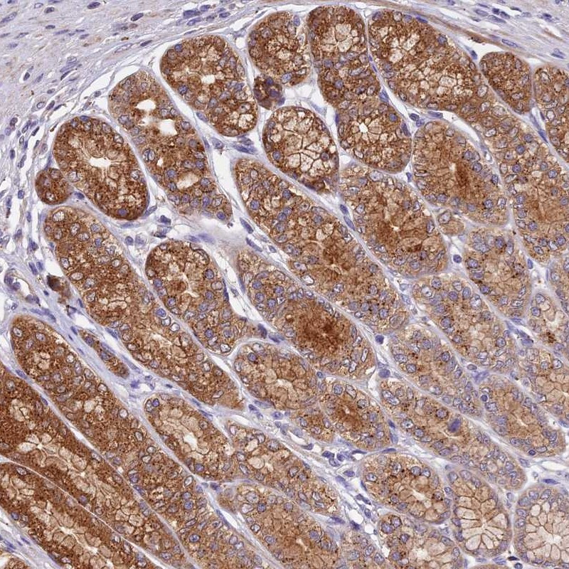 Immunohistochemical staining of human stomach shows strong cytoplasmic positivity in glandular cells.