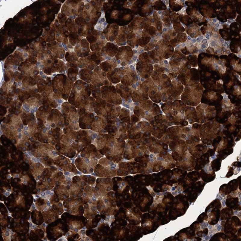 Immunohistochemical staining of human pancreas shows strong cytoplasmic positivity in exocrine glandular cells.
