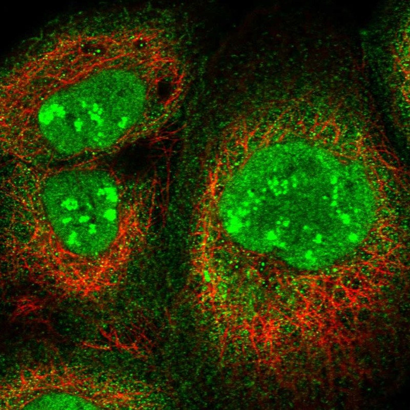 Immunofluorescent staining of human cell line A-431 shows localization to nucleus, nucleoli fibrillar center & cytosol.