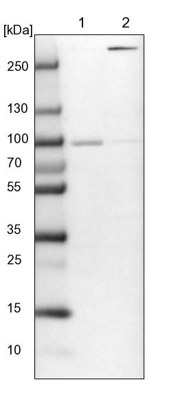 Lane 1: NIH-3T3 cell lysate (Mouse embryonic fibroblast cells)<br/>Lane 2: NBT-II cell lysate (Rat Wistar bladder tumour cells)