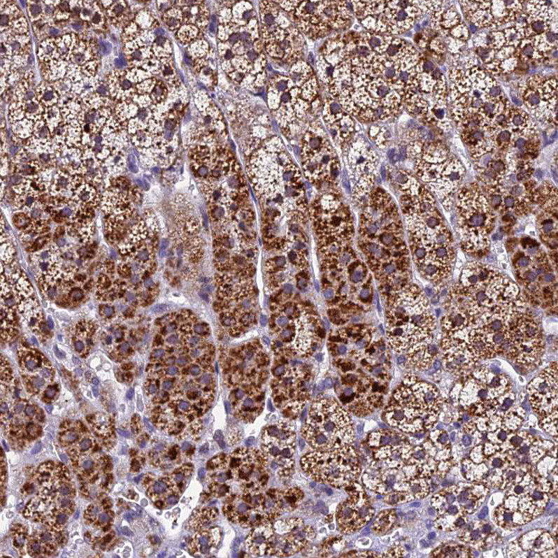 Immunohistochemical staining of human adrenal gland shows moderate to strong cytoplasmic positivity in glandular cells.