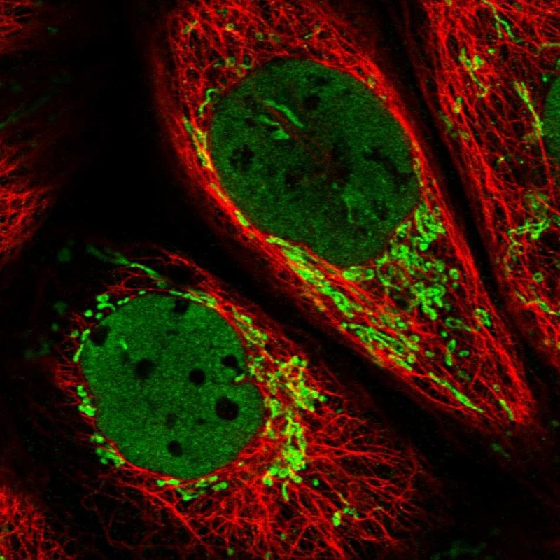 Immunofluorescent staining of human cell line A-431 shows localization to nucleoplasm & mitochondria.