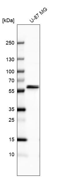 Western blot analysis in human cell line U-87 MG.