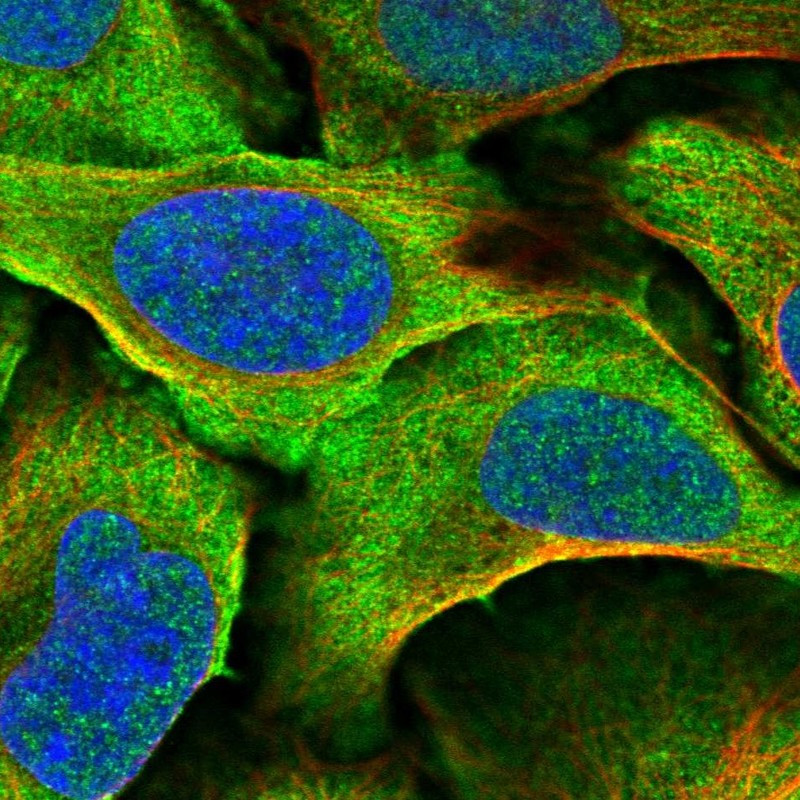 Immunofluorescent staining of human cell line U-2 OS shows localization to plasma membrane & cytosol.