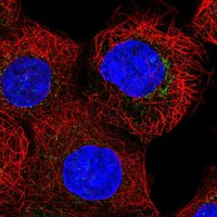 Immunofluorescent staining of human cell line A-431 shows localization to the Golgi apparatus & vesicles.