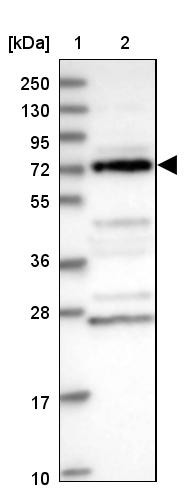 Lane 1: Marker [kDa] 250, 130, 95, 72, 55, 36, 28, 17, 10<br/>Lane 2: Human cell line RT-4