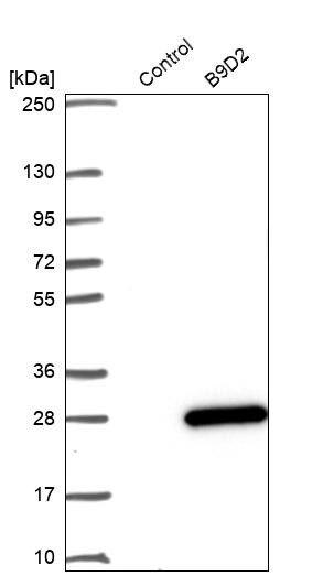 Western blot analysis in control (vector only transfected HEK293T lysate) and B9D2 over-expression lysate (Co-expressed with a C-terminal myc-DDK tag (~3.1 kDa) in mammalian HEK293T cells, LY410782).