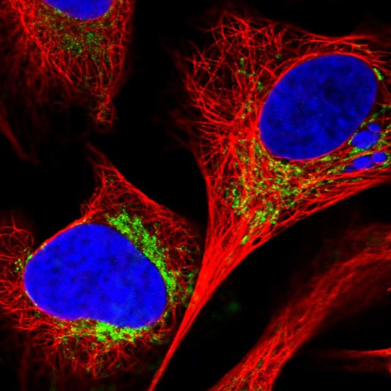 Immunofluorescent staining of human cell line U-2 OS shows localization to mitochondria.
