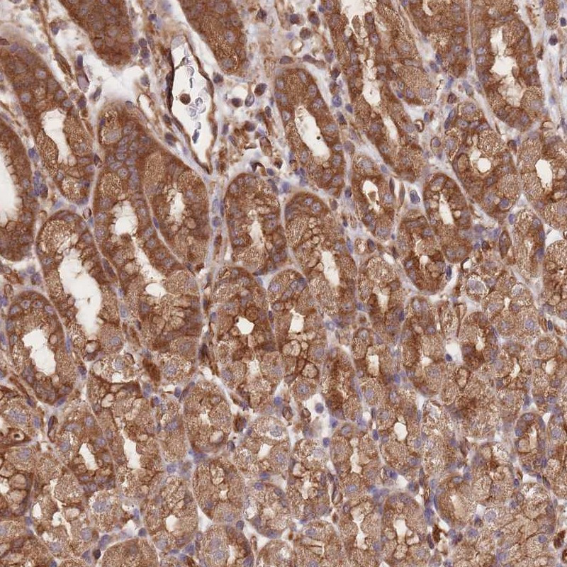 Immunohistochemical staining of human stomach, lower shows strong cytoplasmic and membranous positivity in glandular cells.