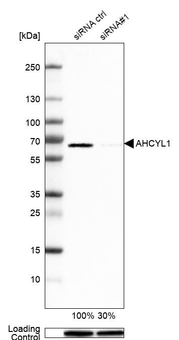 Western blot analysis in A-431 cells transfected with control siRNA, target specific siRNA probe #1, using Anti-AHCYL1 antibody. Remaining relative intensity is presented. Loading control: Anti-GAPDH.