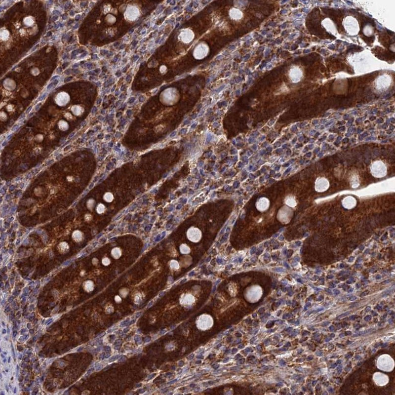 Immunohistochemical staining of human duodenum shows strong cytoplasmic positivity in glandular cells.